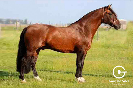 GOLLILA PATRON