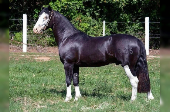 COBERTURAS MARCONI XERIFE 