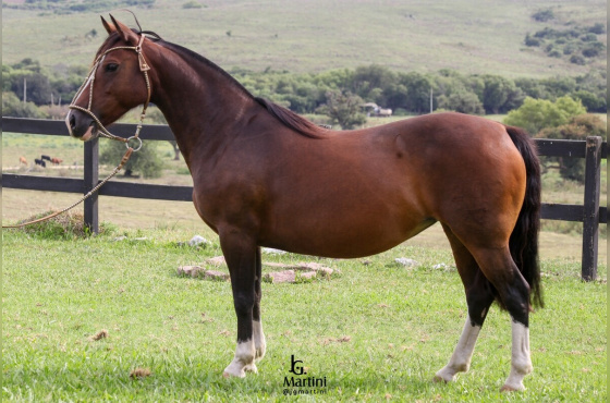 NIAZZI NOZ MOSCADA-TE