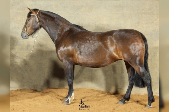 ZR QUADRA DE CAMPO