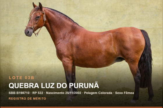 QUEBRA LUZ DO PURUNÃ - (Venda vertical)