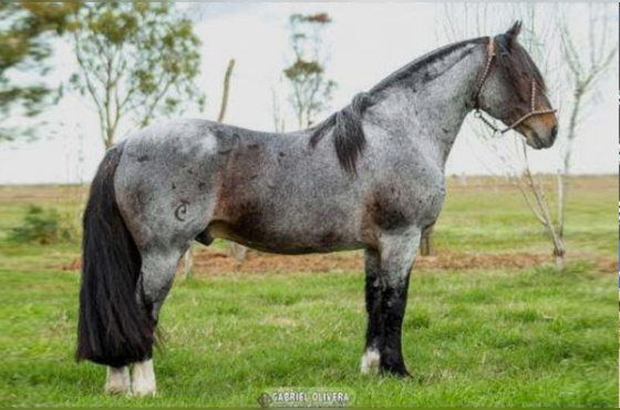 ESTRIBO DO RINCÃO DAS HORTÊNCIAS