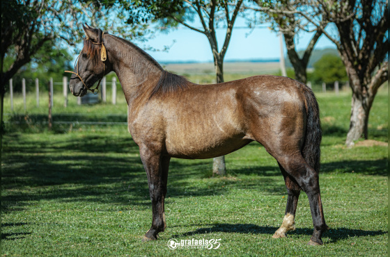 TROPILLERO DE SANTO ANICETO