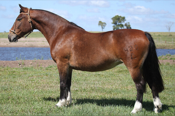 CAMPANA VOLTA AO MUNDO