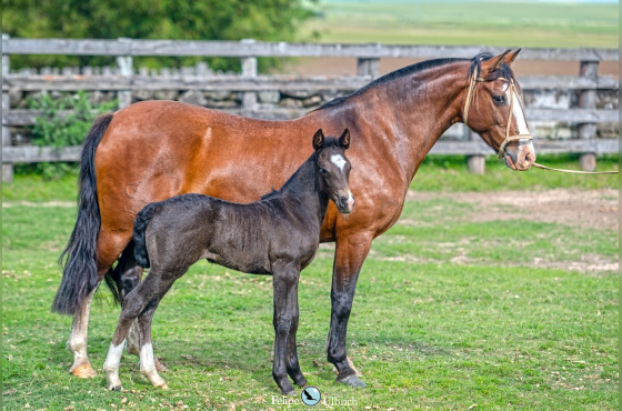 SANTA AUGUSTA OPINIÃO