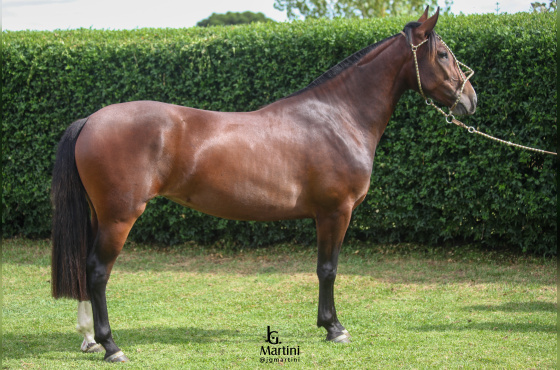 SINAL DA CRUZ VOLTA REDONDA