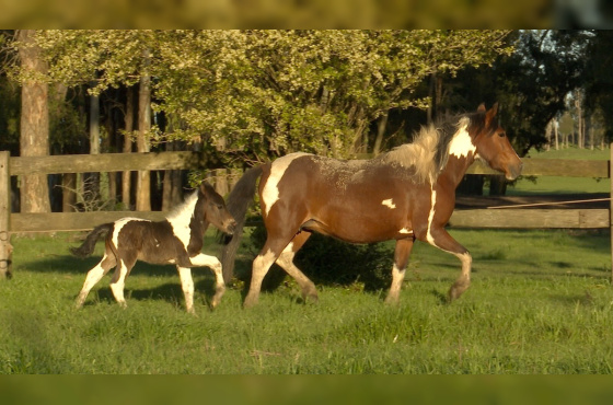 2 PONEIS COM CRIA AO PE