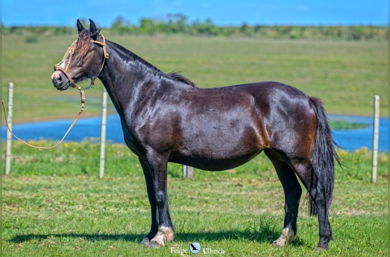 MEIA VOLTA LINDA MOZA