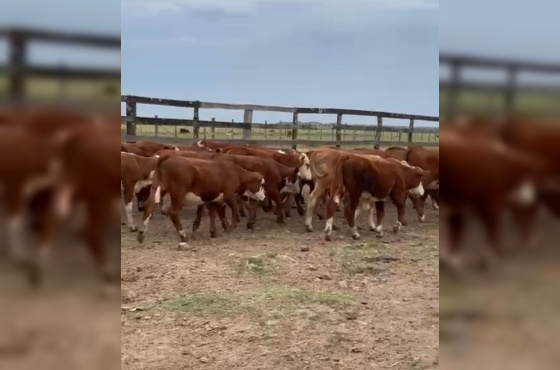 BOVINOS - 60 TERNEIRAS BRAFORD DEFINIDAS