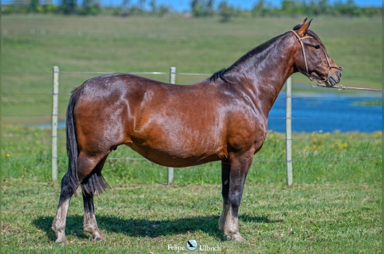 MEIA VOLTA INGLATERRA