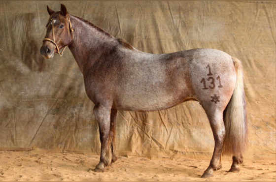 BENGALA DE SÃO PEDRO 