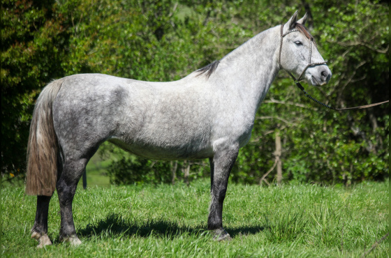 ALMA CHILENA 303 DA RECALADA