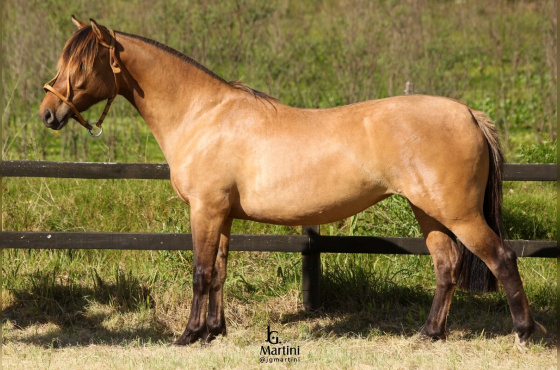 LAS CALLANAS UNANIMIDADE