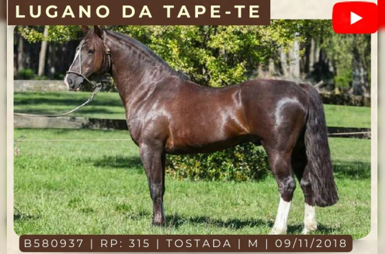 LUGANO TAPE-TE - COBERTURAS