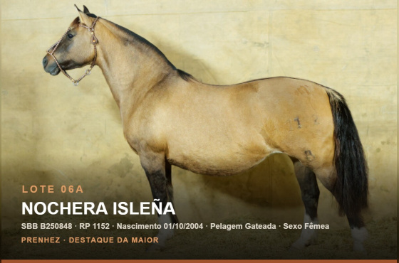 NOCHERA ISLEÑA - (Venda vertical)