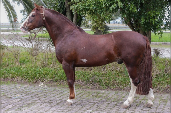 SEDUTOR TUPAMBAÉ - Direito de uso 