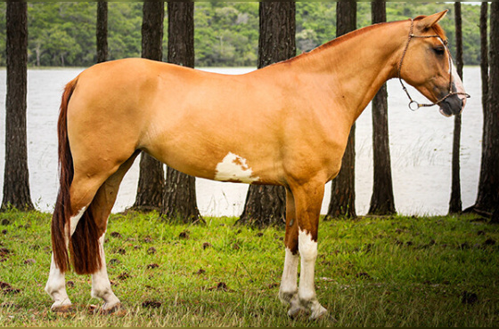 LADY DO TRONCO DA FIGUEIRA 