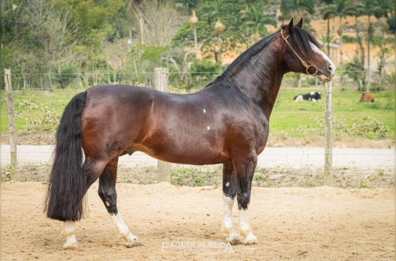 BASCO DEL CAMPO