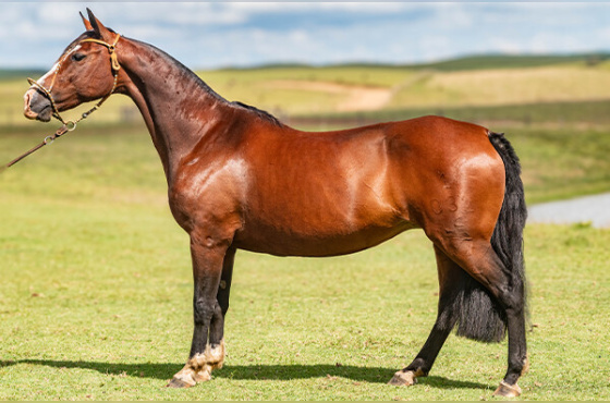 BELA DONA DO PURUNÃ ( BARRIGA )