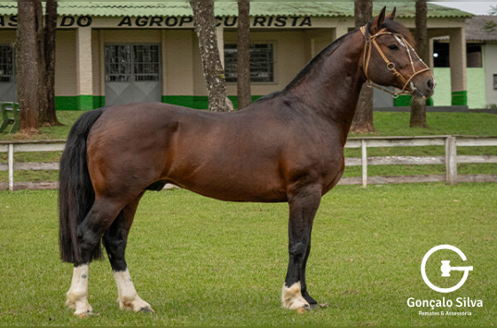 BASCO CONTRA FUEGO