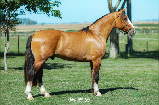 SENHOR DE SANTO ANICETO