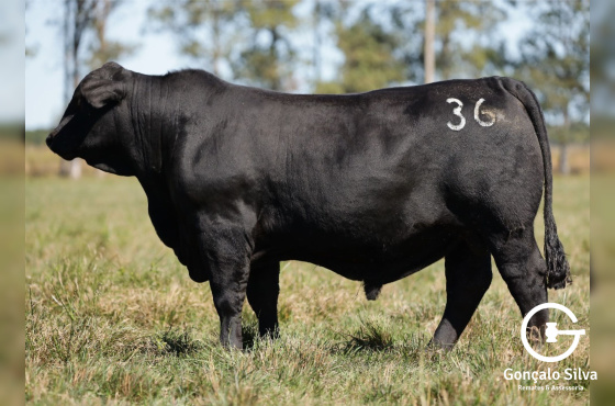  MR SORPRESA 3311 TE