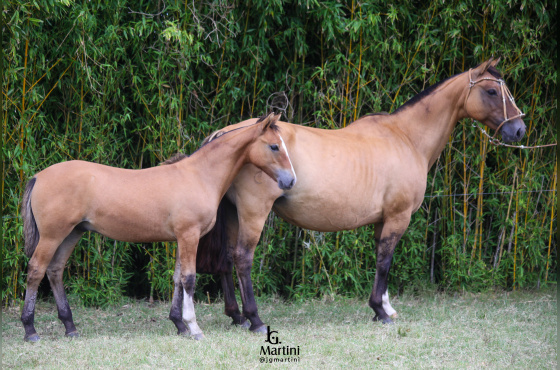 FIESTA GAÚCHA DO ACEGUÁ