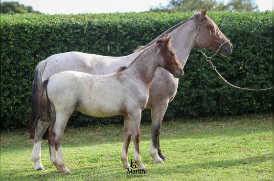 SINAL DA CRUZ TAPERA