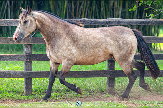 LA CASTELLANA TENDINHA