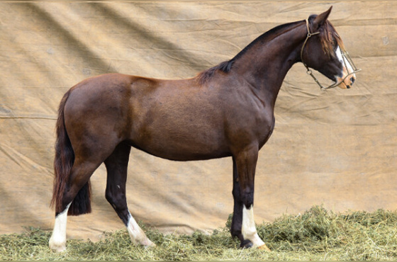 LEM RESERVA