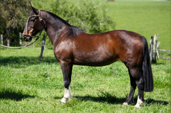 BALA PERDIDA DA TERRA COSTA