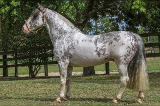 COBERTURA GUAMPA NUTRIERO