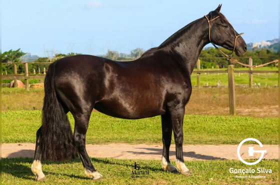SANTA ELBA RESERVA III