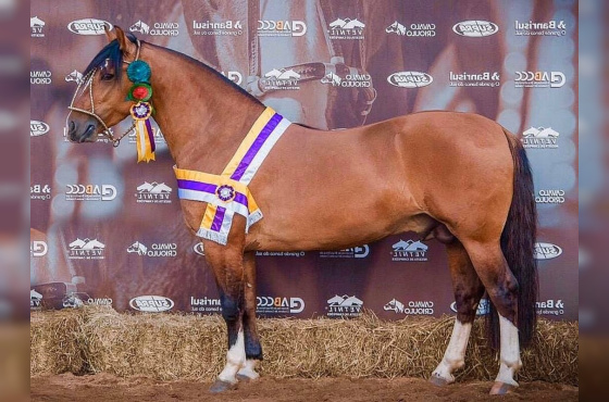 UM BUENO DO PASSO DA LAGE 