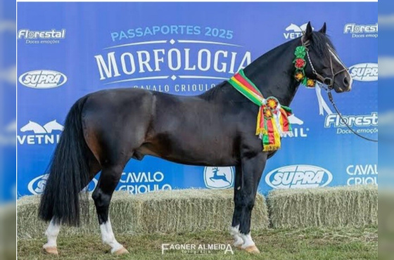 BASCO HERDEIRO