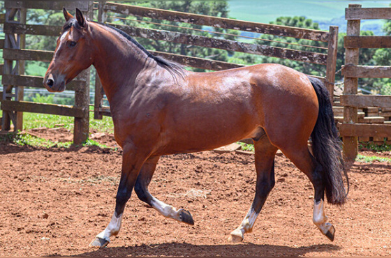 MONTE PAMPEIRO INTERDITADO