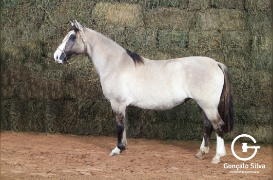 RE OSTIGOSA II