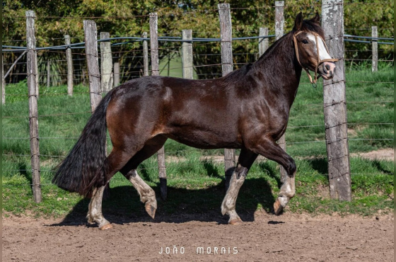  SANTA AUGUSTA ULTIMA