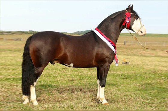 COBERTURA XEQUE MATE DA BOA VISTA