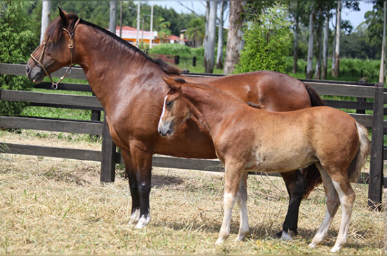 BALADA DOS CASTANHEIROS 