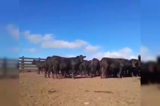 BOVINOS - 68 TERNEIROS CASTRADOS CRUZA - ANGUS E BRAFORD