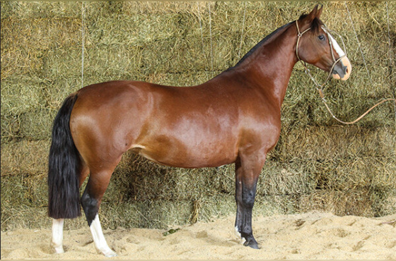 QUITANDA DA TAIMÃ - TE