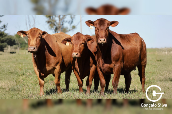 VACAS DESMAMADAS PRENHES - RM - LOTE
