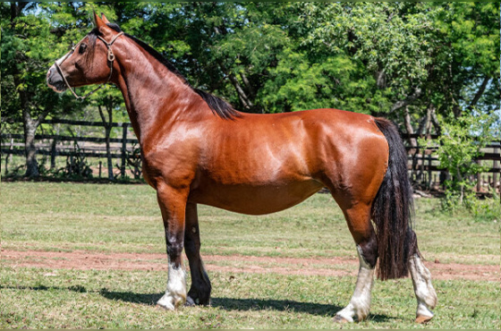 LIBÉLULA LA COMPOSTELLA