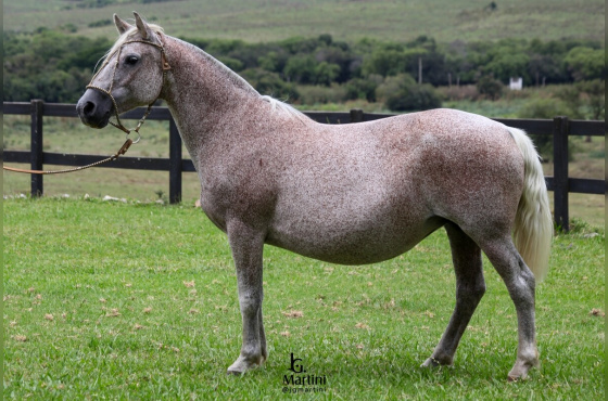 BT CLEÓPATRA