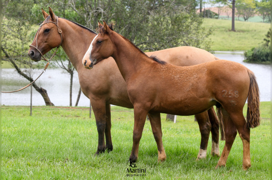 MARUCA DA SÃO JOÃO DO BURITY