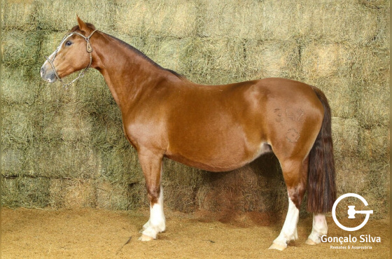 CAMB LUA CHEIA 342