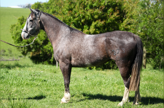 NA ESCOLHA EMBRIÃO AS MALKE SOLEDAD OU ORELHANA TAPE - TE OU FANFARRONA TAPE