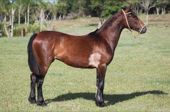 RODIGHERI DUQUESA