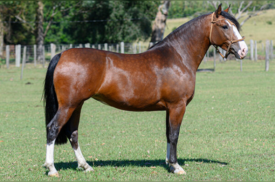 BIEN PARADA DA RECONQUISTA